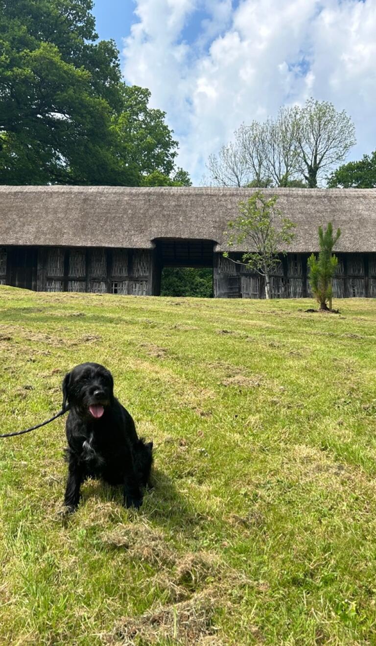 Dog sitting on grass in front of museum outbuildings