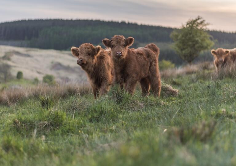 Friendly longhorn calves on upland grass