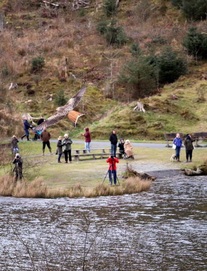 Ein Rotmilan, der über einen See fliegt und von einer Gruppe von Menschen fotografiert wird.