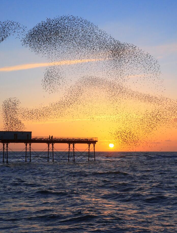 Vogelschwarm Formation am Abendhimmel über dem Meer.