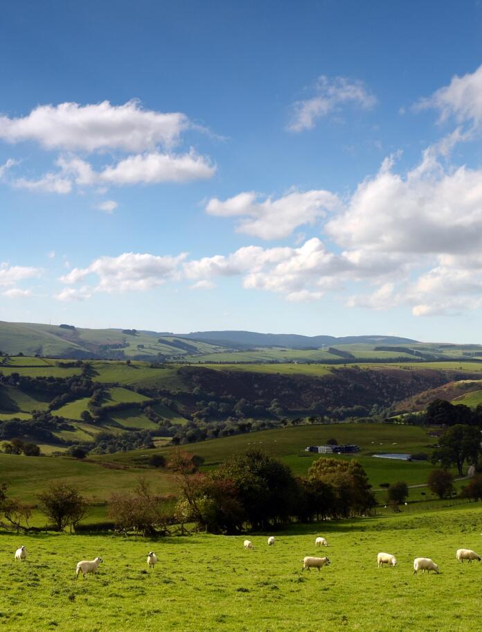 Grüne hügelige Landschaft mit einer Wiese voller Schafe im Vordergrund.