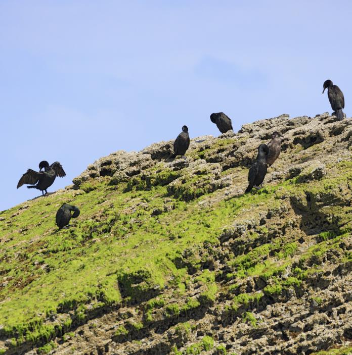 Cormorants on grass and rocky ground.