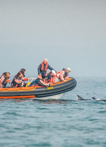 Dolphin spotting on a Ramsey Island boat trip.