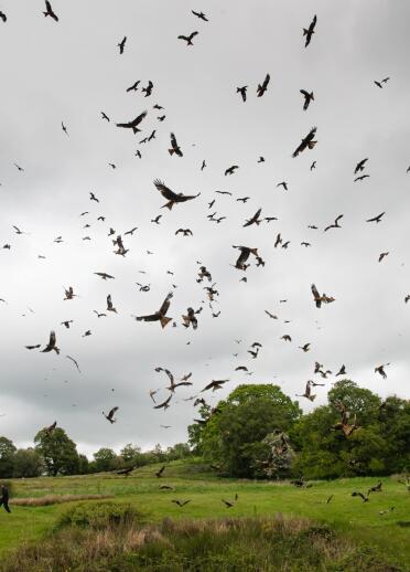 Hundreds of red kites swooping down to collect food on the ground. 