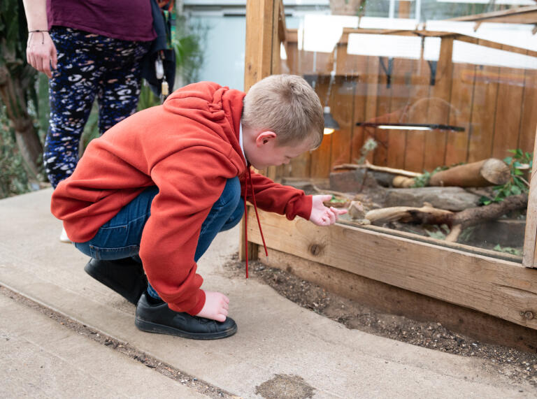 A child looking at reptiles in a glass vivarium.
