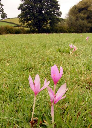 Autumn crocuses on grass with trees in background.