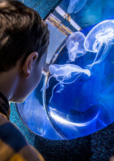 A boy looking at glowing jellyfish in a tank.