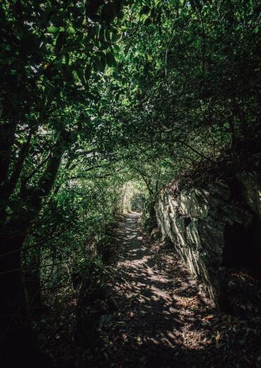 Ein Pfad durch einen grünen Tunnel aus Blättern und Bäumen.