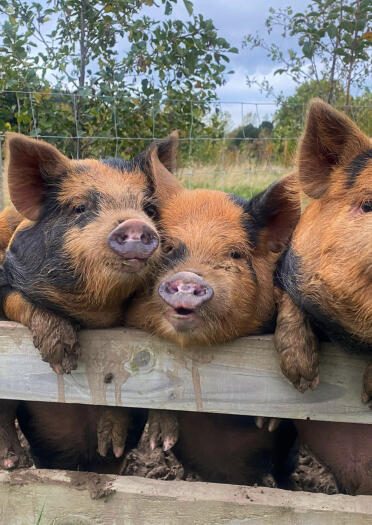 four pigs near fence.