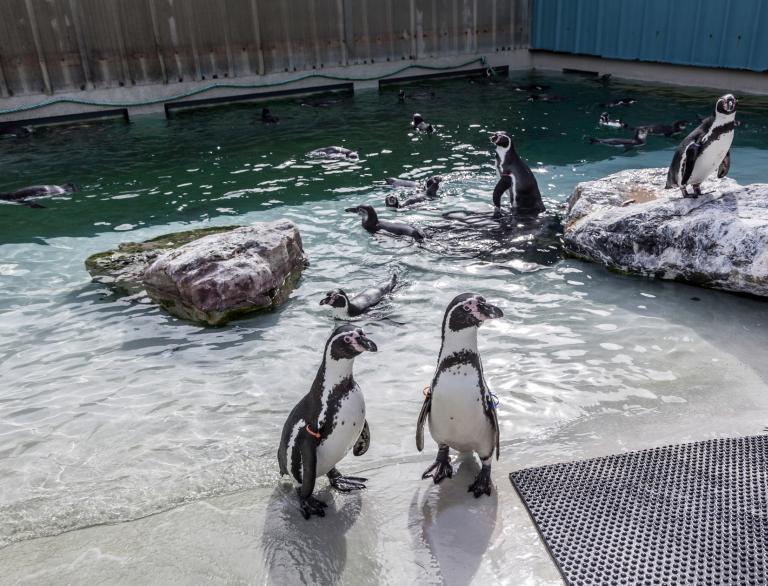 Penguins in enclosure at Folly Farm.
