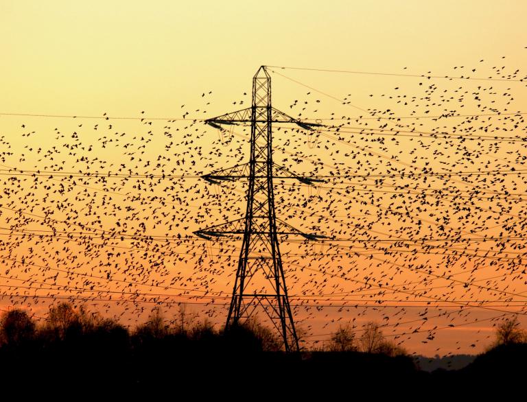 Starlings on electricity wires at sunset.