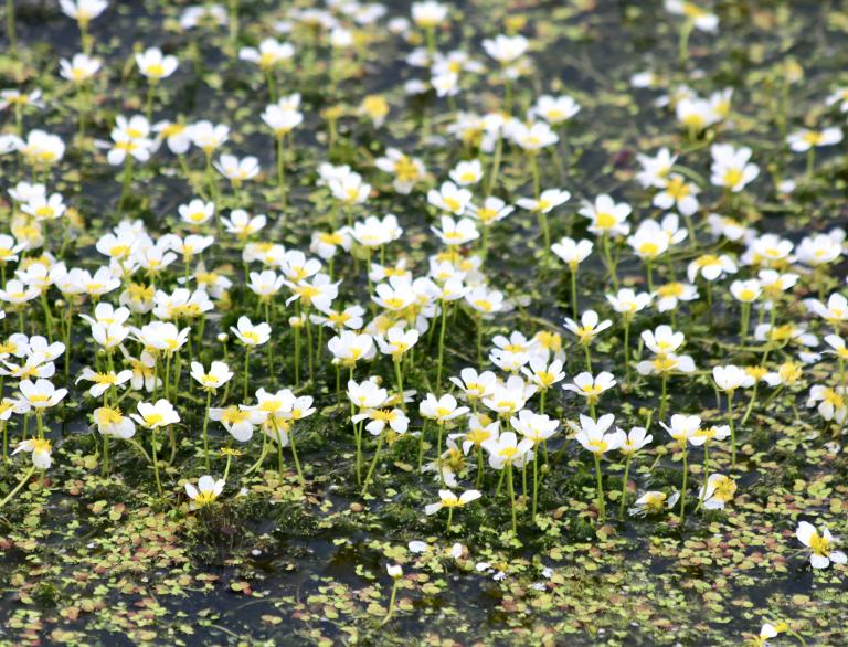 Wasserhahnenfuß – kleine Pflanzen mit weißen Blättern und einer gelben Mitte.