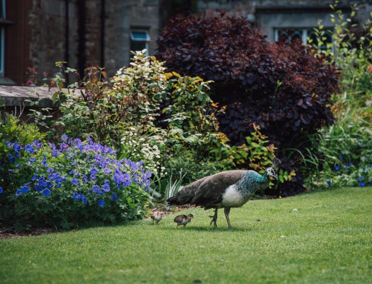 A peahen and two chicks in a garden.