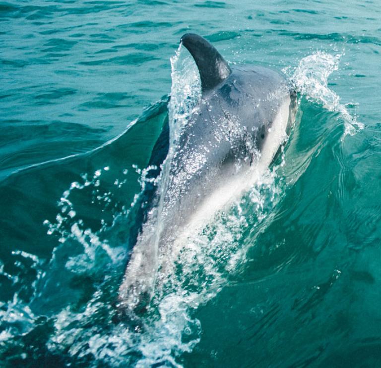 Close up of dolphin coming out of water
