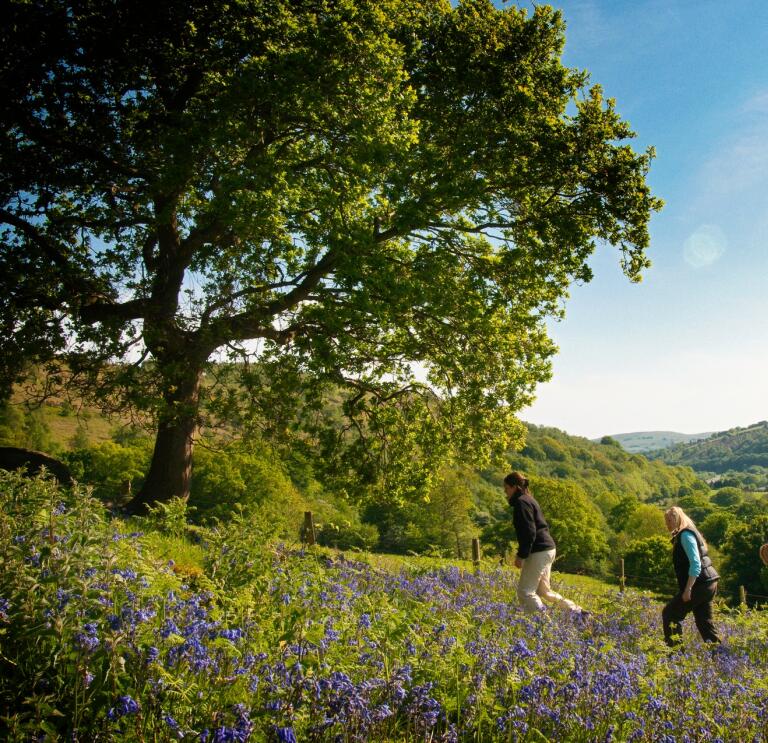 three female walkers on a hill in the countryside, with bluebells and a tree.