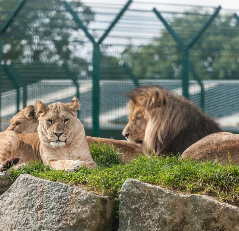 four lions sat down.