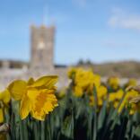 daffodils in focus, with St Davids Cathedral, a 12th century stone church, set against a clear blue sky in background.