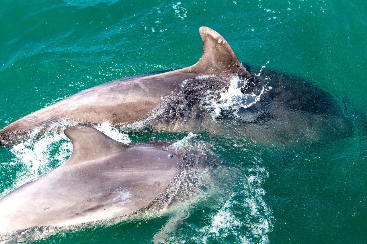 Two bottlenose dolphins swimming side by side in Cardigan Bay