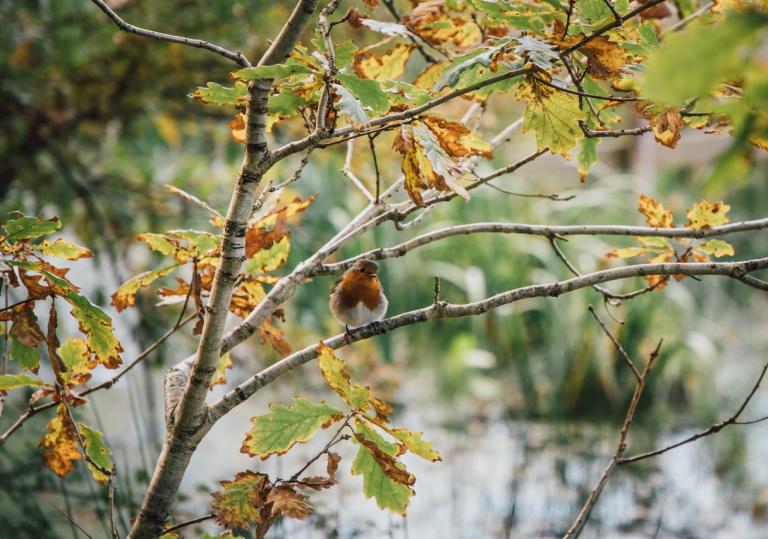 Robin sat on the branch of an oak sapling in autumn.