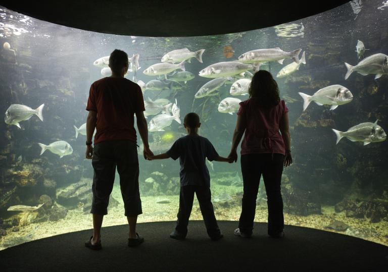 parents and child hold hands and peer into sea life aquarium tank.