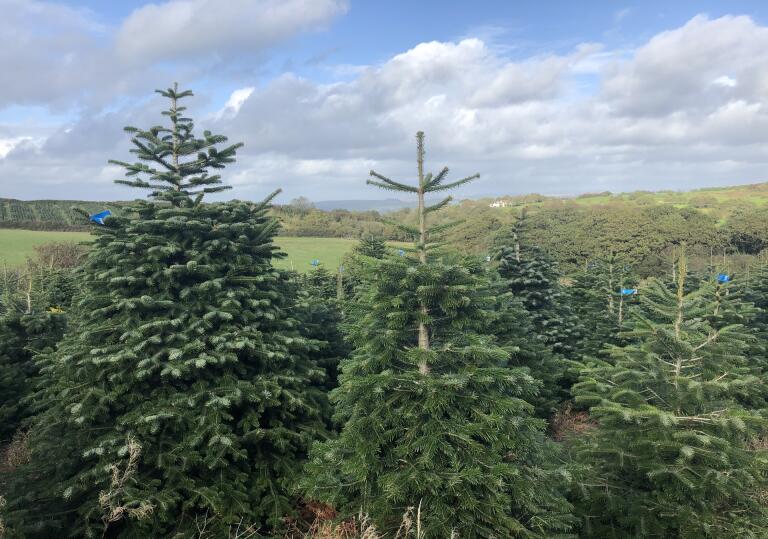 Christmas trees growing in a field