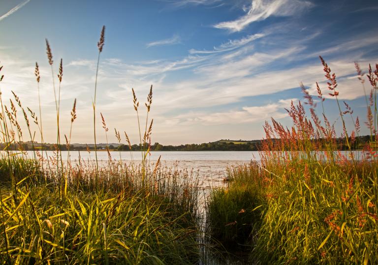reeds looking through to a lake.