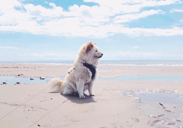 A large fluffy white dog on a sandy beach.