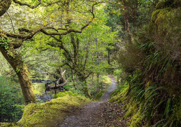 A footpath alongside a woodland ravine with ferns growing on a cliffside on one side.