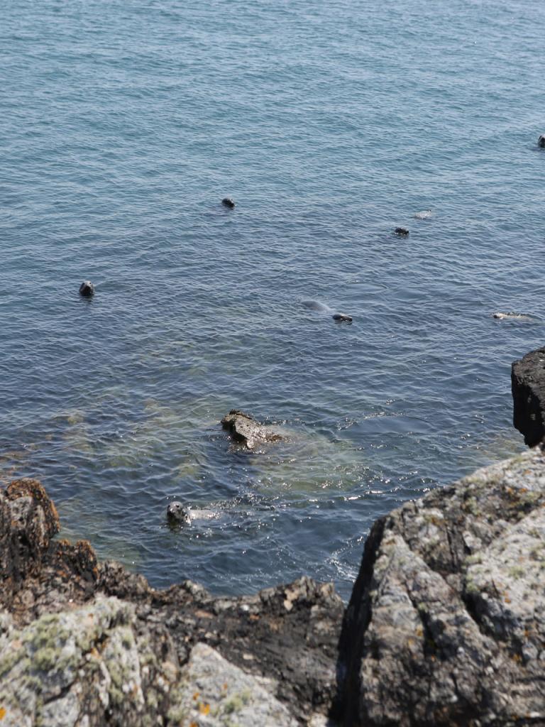 Seals popping their heads out of the water.