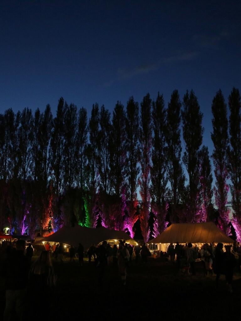 line of tall trees and coloured lights from festival.