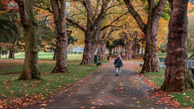 Frau, die im Herbst auf einem asphaltierten Weg zwischen alten Bäumen im Ynysangharad Park, Pontypridd, spazieren geht.