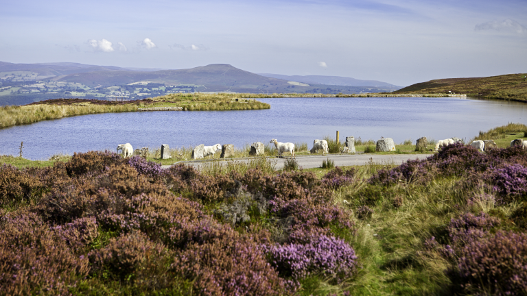 Blick vom Keeper's Pond in Richtung Sugar Loaf, nahe Blaenavon.
