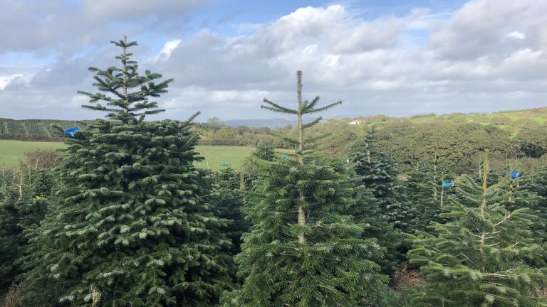 Christmas trees growing in a field