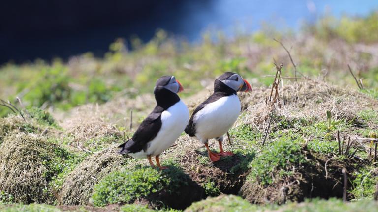 Two puffins on grassy ground.
