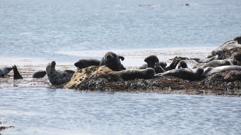 Seals on Bardsey Island, North Wales