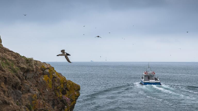 A boat in the sea off an island, birds are flying near a cliff edge.