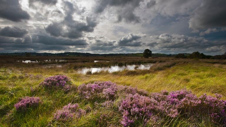 Moorland with a lake and purple heather, under moody skies. 