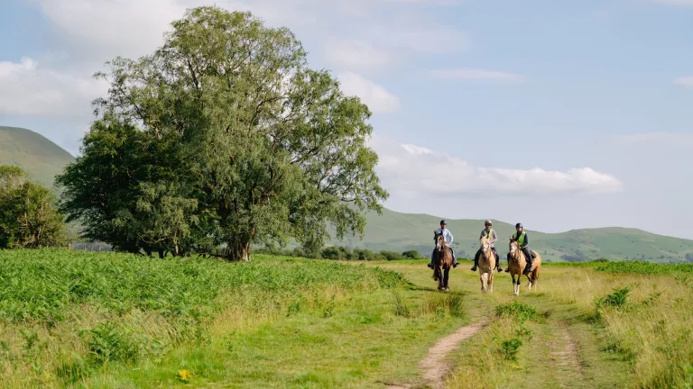 three people riding horses in the countryside with a large tree to the side.