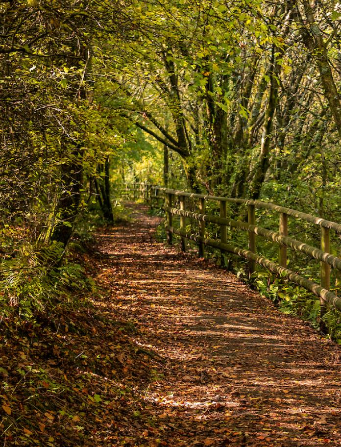 An autumnal path covered in leaves through a wood