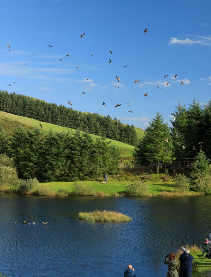 Red Kites flying over lake with people in image feeding and watching