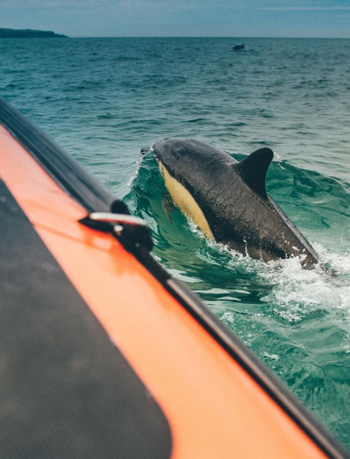 Dolphin alongside orange rib, Ramsey Island boat trips