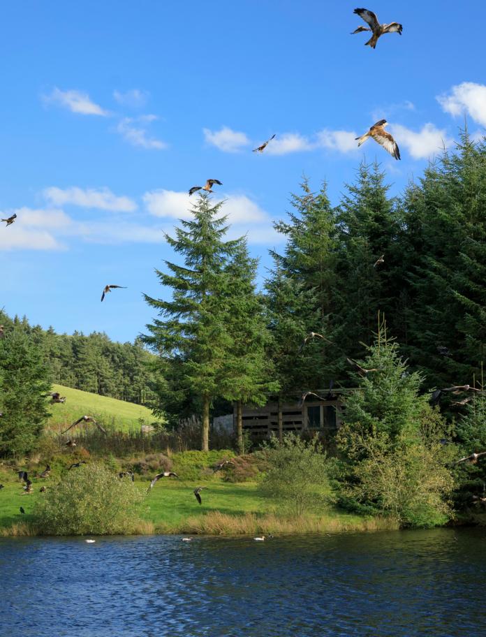 Red Kites flying over a lake.