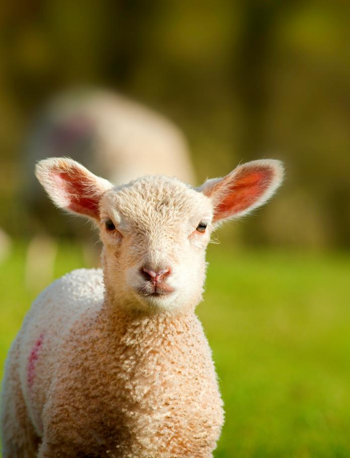 Image of a lamb on a Welsh Farm.