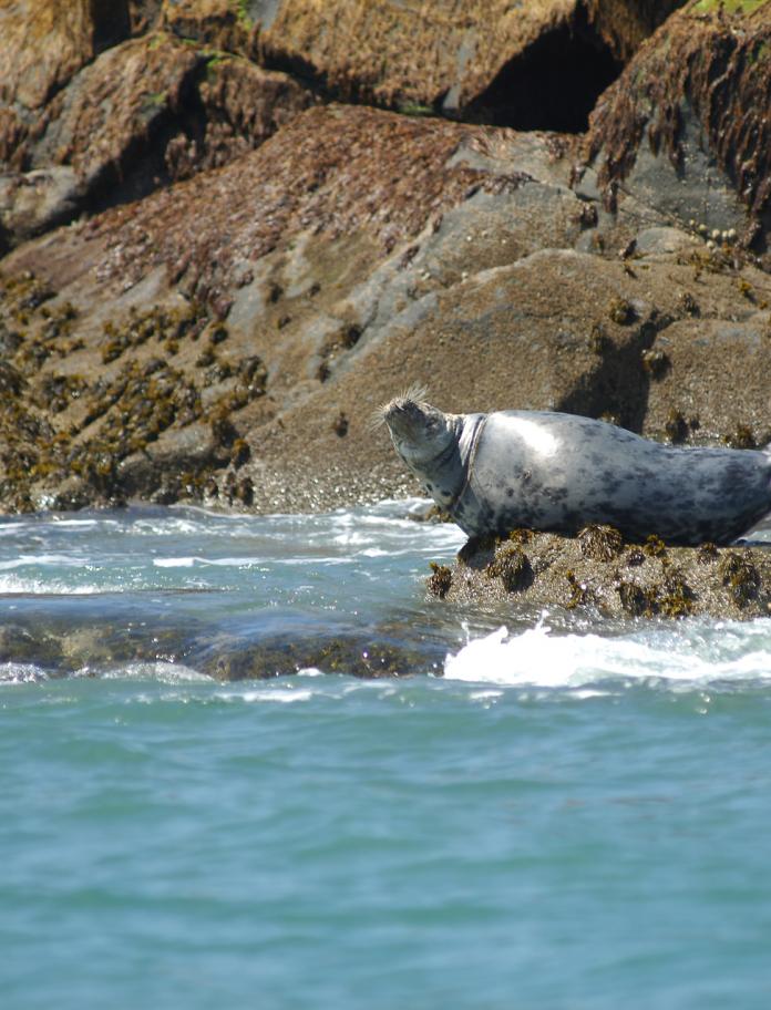 Image of a seal on a rock in Pembrokeshire