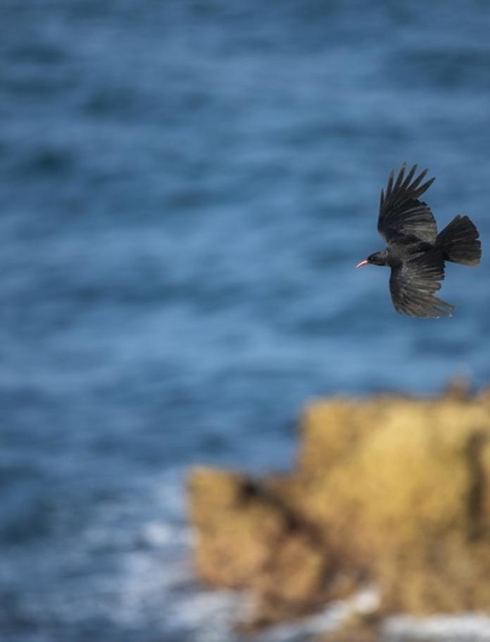 bird flying with sea and cliff in background.