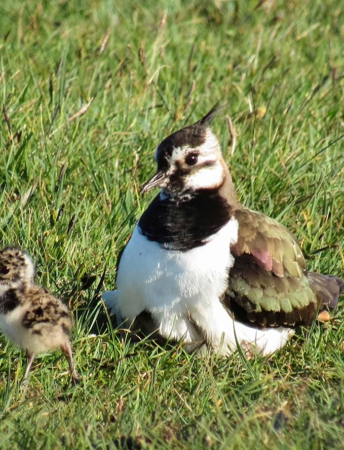 Lapwing sitting on grass with a baby lapwing standing next to it