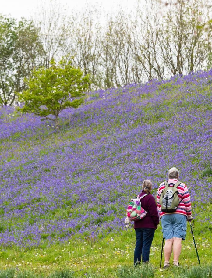 Two people looking at a bluebell covered bank.