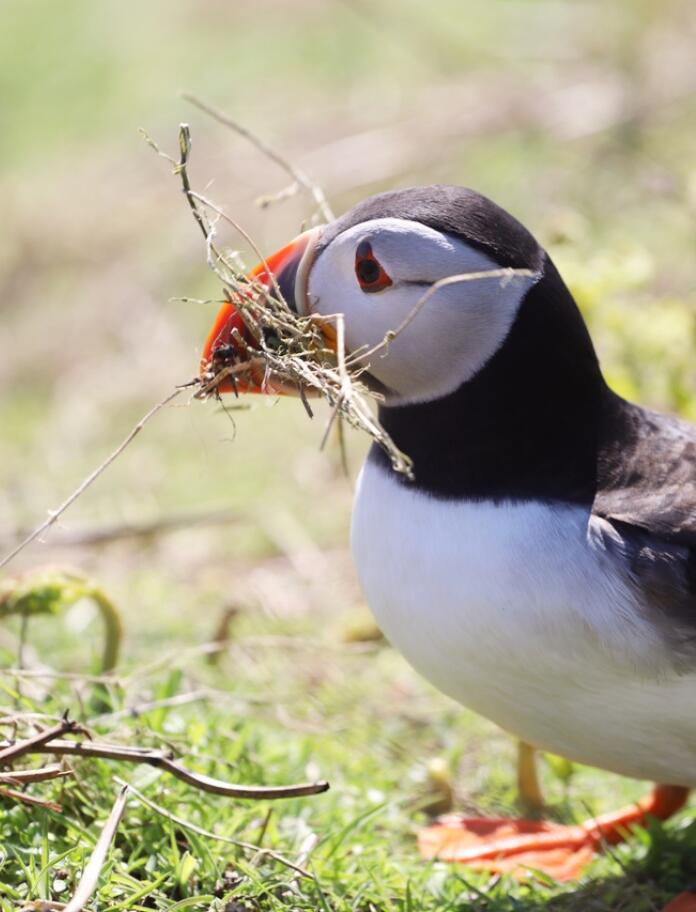 Atlantic Puffin with grass in its beak.