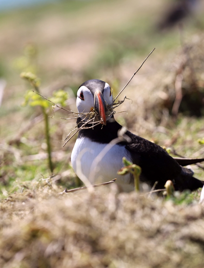 A puffin with nesting material in it's beak.