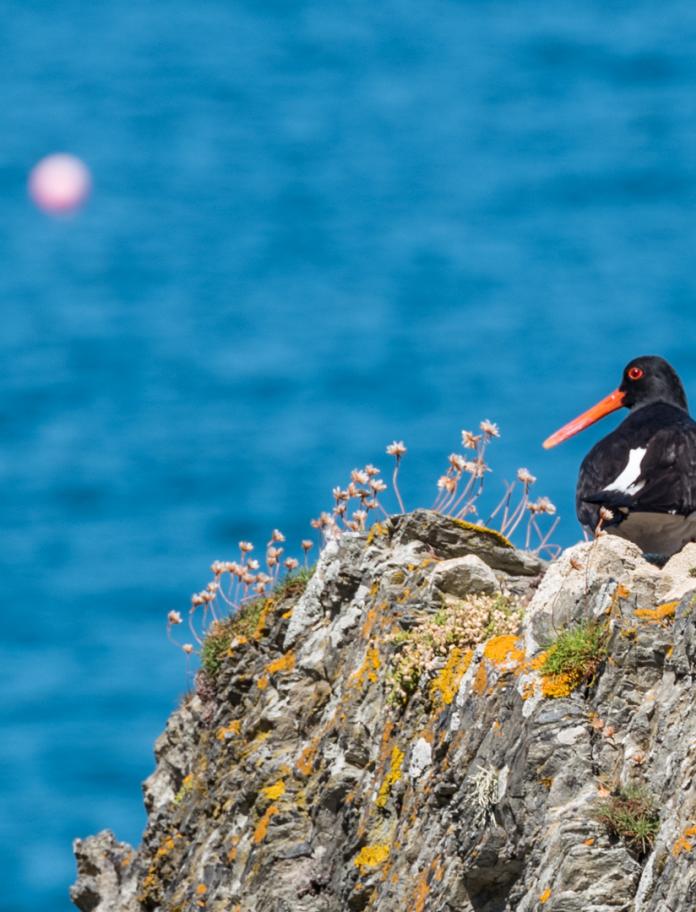 Oystercatcher on rocks with sea in the background.